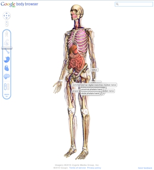 Capture d’écran de Google Body Browser, explorateur 3D du corps humain