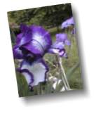 Iris photographié en numérique